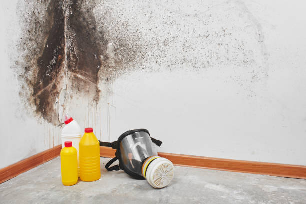 Best Mold Cleaning Services  in Baldwyn, MS