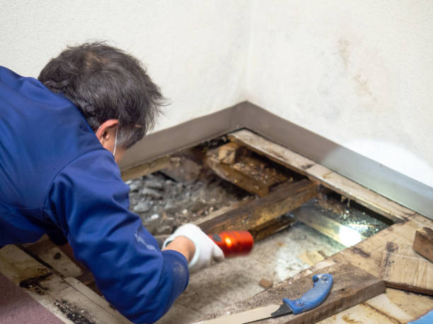 Mold Testing and Removal in Baldwyn, MS