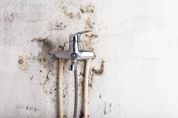 Best Commercial Mold Removal  in Baldwyn, MS