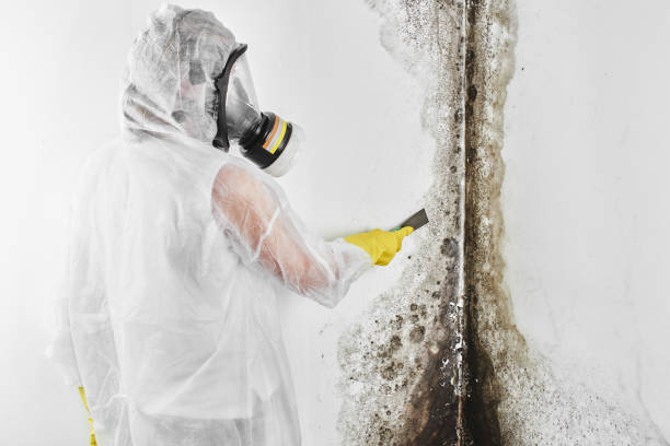 Best Office Mold Removal Services  in Baldwyn, MS