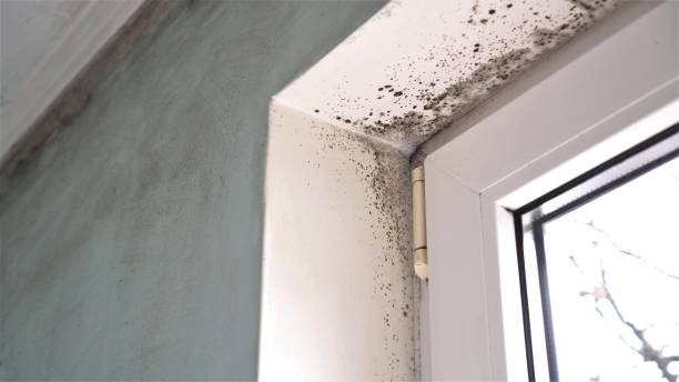 Best Home Mold Removal  in Baldwyn, MS