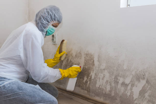 Best Residential Mold Removal  in Baldwyn, MS