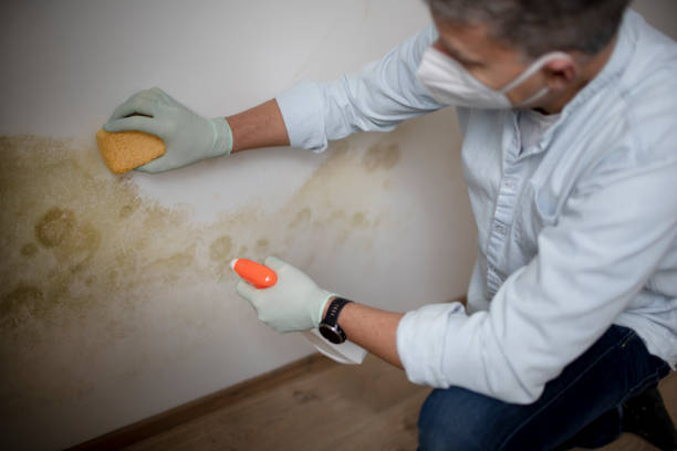 Best Office Mold Removal Services  in Baldwyn, MS