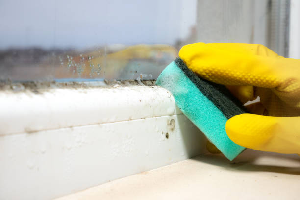 Home Mold Removal in Baldwyn, MS