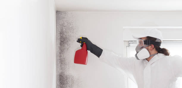 Best Mold Removal Specialists  in Baldwyn, MS