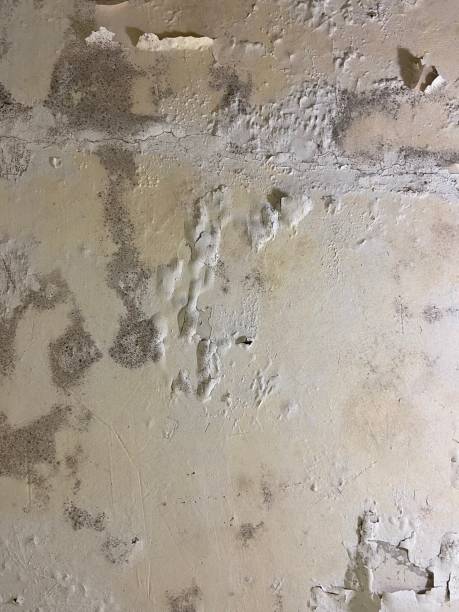 Best Mold Removal Near Me  in Baldwyn, MS