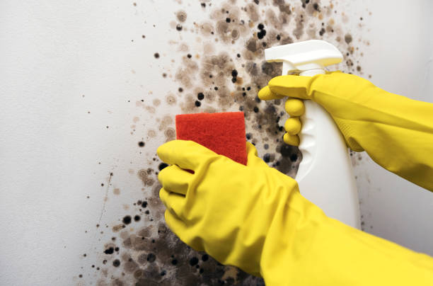 Best Mold Testing and Removal  in Baldwyn, MS
