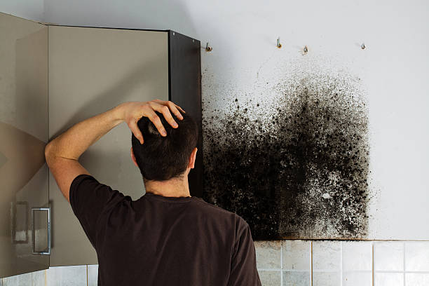Best Professional Mold Removal  in Baldwyn, MS