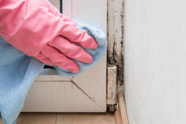 Baldwyn, MS Mold Removal Company