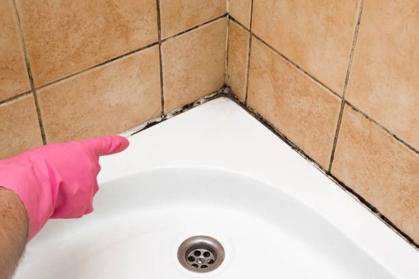 Best Attic Mold Removal  in Baldwyn, MS
